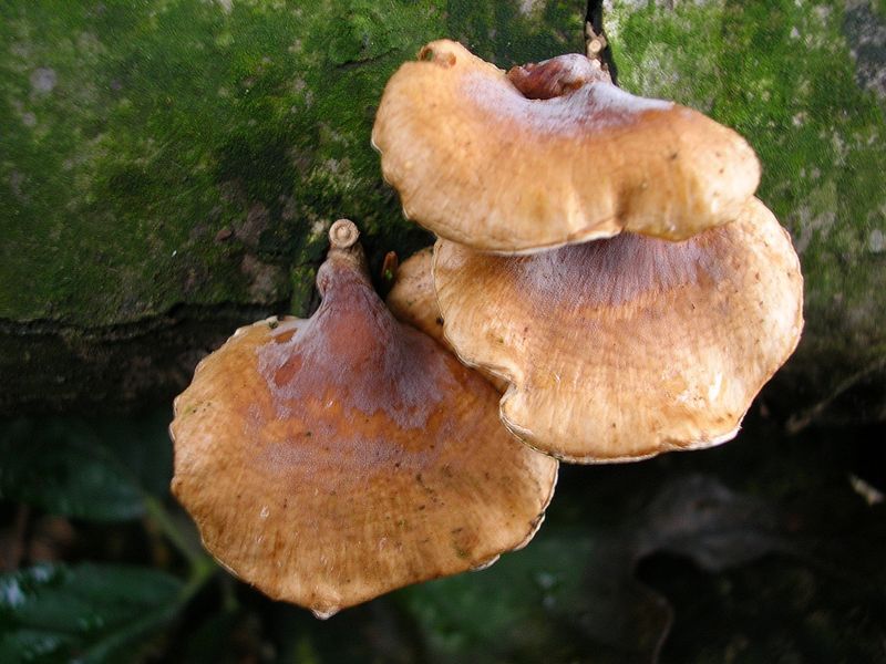 Panellus patellaris     (Fr.)      Konrad & Maubl
